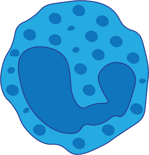 Basophil