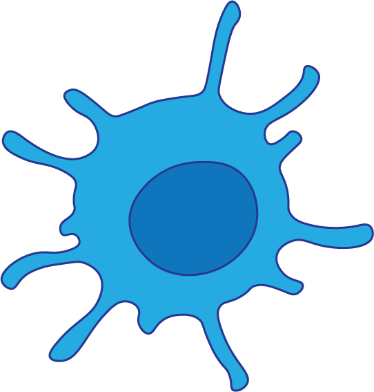 Dendritic cell