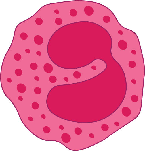 Eosinophil