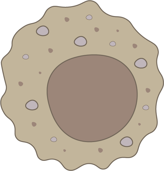 Macrophage